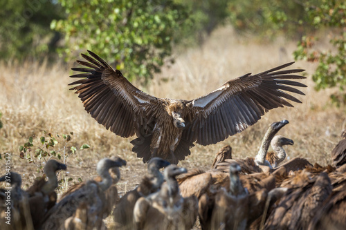 White backed Vulture landing with spread wings in Kruger National park, South Africa   Specie Gyps africanus family of Accipitridae © PACO COMO