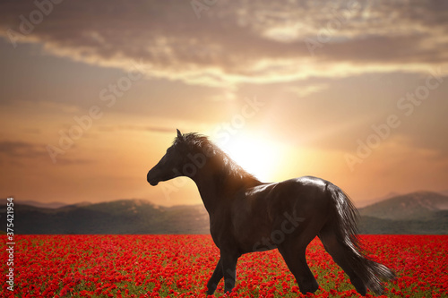 Beautiful horse walking in poppy field near mountains at sunset