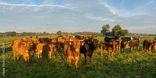 Billede på lærred herd of beef cattle on a summer pasture