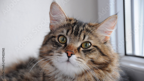 Fototapeta Naklejka Na Ścianę i Meble -  domestic affectionate cats