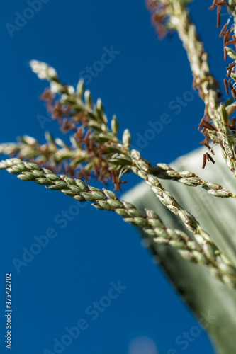 Gold wheat and blue sky. Bottom view