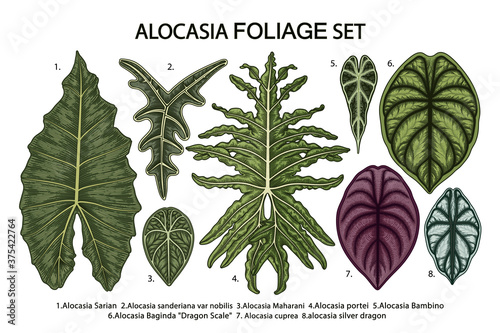 Vintage vector botanical illustration, tropical exotic plant, jungle foliage, alocasia leaves set isolated on white background. photo