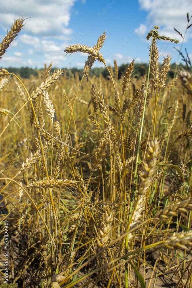 Fototapeta premium Landscape with golden wheat and blue sky