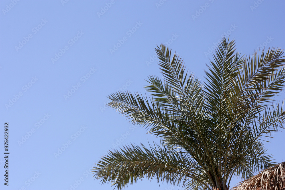 
A branch of a palm tree on a blue horizontal background with a place for text.