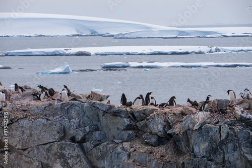 Penguins colony