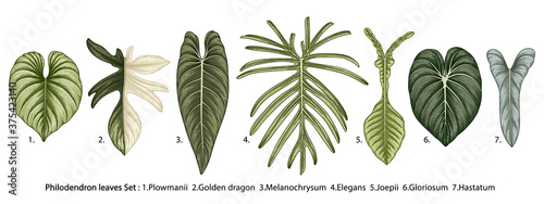 Vintage vector botanical illustration, tropical exotic plant, jungle foliage, philodendron leaves set isolated on white background.