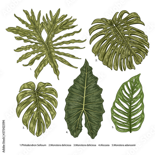 Vintage vector botanical illustration, tropical exotic plant, jungle foliage, alocasia leaves set isolated on white background. photo