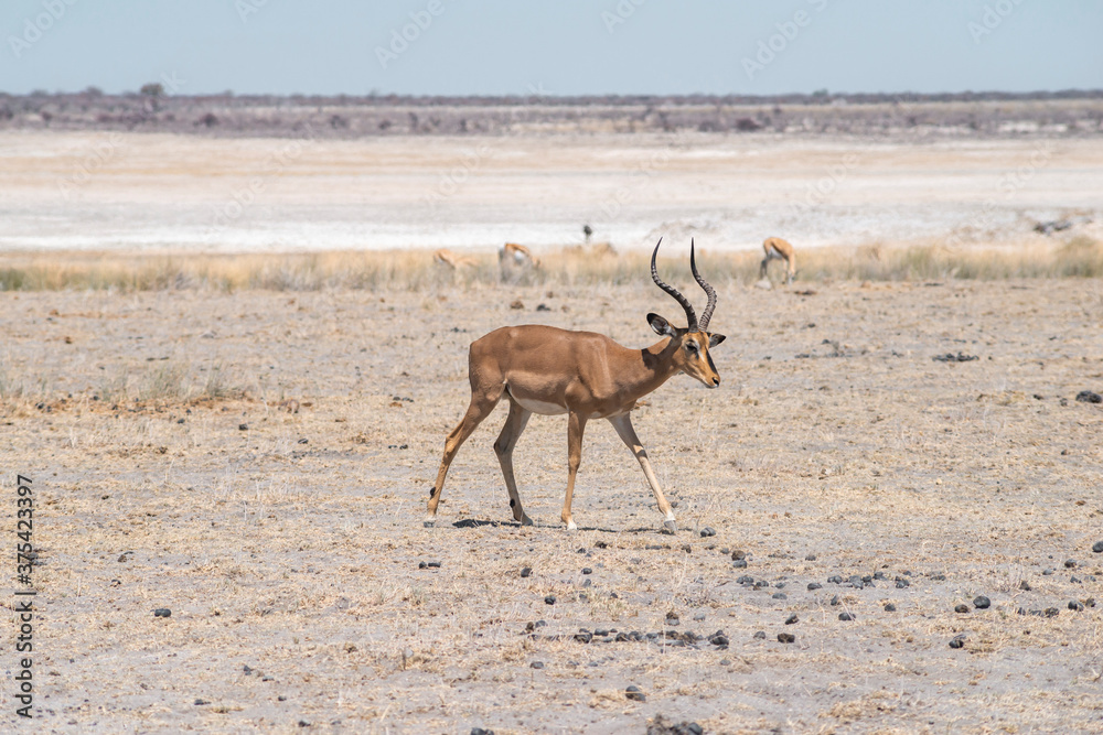 impala antelope in desert impala antelope in desert