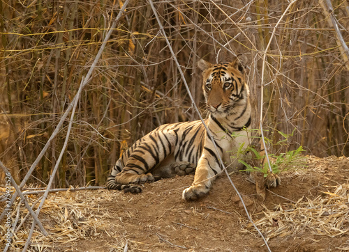 Maya cub sitting on the bund of a water hole  Tadoba Andhari Tiger Reserve  India