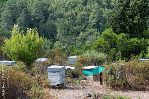 ruches maquis corse