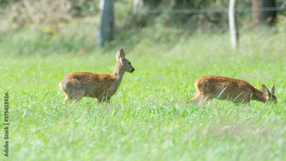 Rehe Rehe