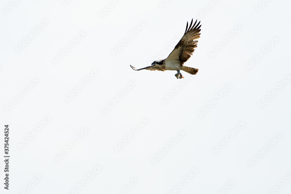 Obraz premium Fischadler