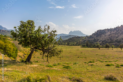 A tree in a shallow valley with the  Five-fingered  mountain of the Kyrena mountain range as a backdrop silhouette in Northern Cyprus