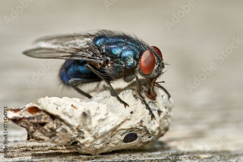 detailed close-up macro of a shiny blue fly working on wooden surface