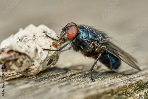 detailed close-up macro of a shiny blue fly working on wooden surface © Markus