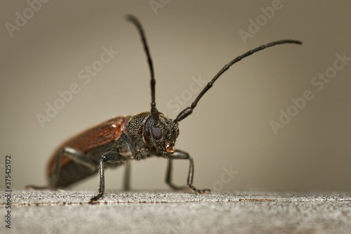 detailed close-up macro of a brown longhorn beetle sitting on wooden surface © Markus