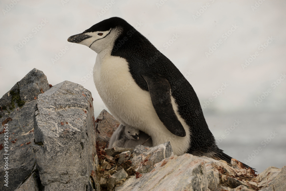 Fototapeta premium penguin and baby