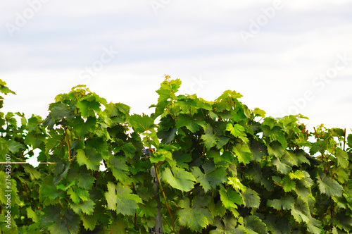 Weinberg mit Himmel