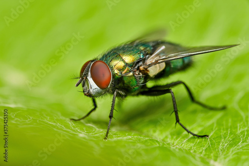 detailed close-up macro of a shiny golden greenbottle fly sitting on a leaf
