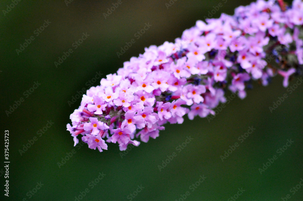 Obraz premium Lila blühende Blume