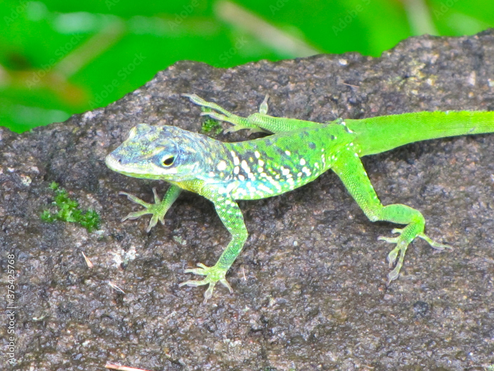 Gekko ou lézard vert des Antilles se déplaçant sur le sommet d'un mur