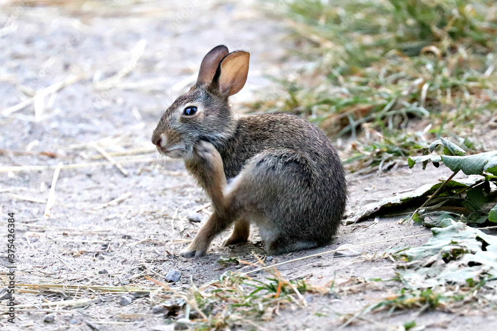 Cottontail Rabbit in Toronto's Don Valley Cottontail Rabbit in Toronto's Don Valley