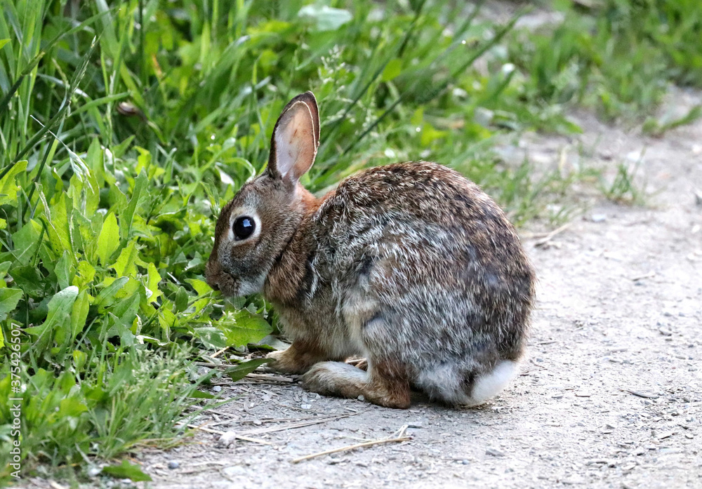 Fototapeta premium Cottontail Rabbit in Toronto's Don Valley