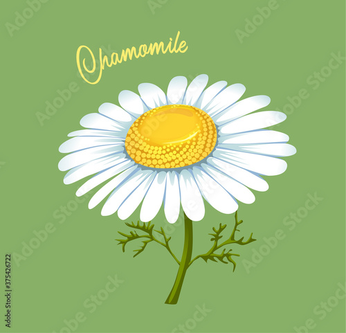 realistic Chamomile flower isolated on green background