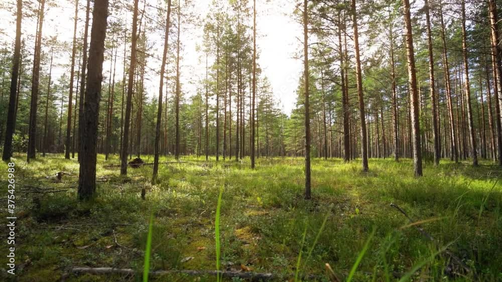 POV. Walking through forest, steady cam shot. Slow motion footgae. Beautiful forest with even pine trees. POV. Walking through forest, steady cam shot. Slow motion footgae. Beautiful forest with even pine trees.