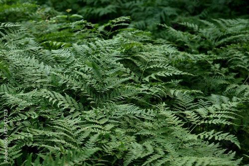Wild fern in forest.
