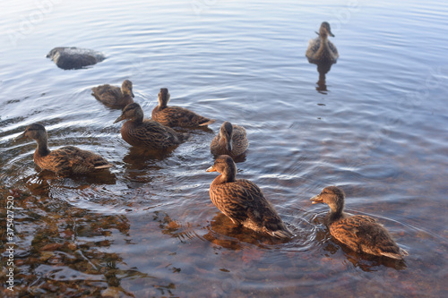 Duck with ducklings. © konstan