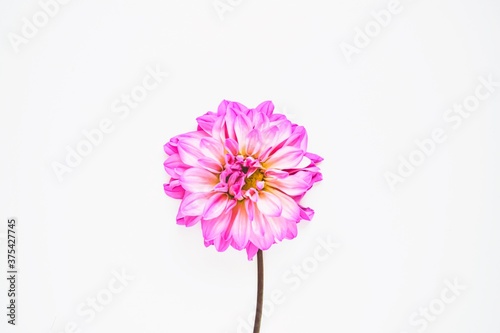 Pink flower of dahlias on a white background. Blank paper greeting card. Top view. Copy space.