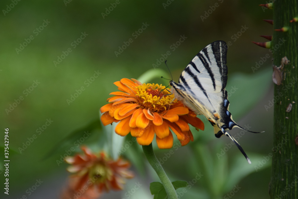 Farfalla Iphiclides podalirius su fiori di zinnia Farfalla Iphiclides podalirius su fiori di zinnia