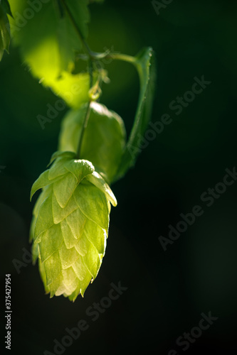 Green ripe hop cones on plantation against dark green background in bright summer sunlight.