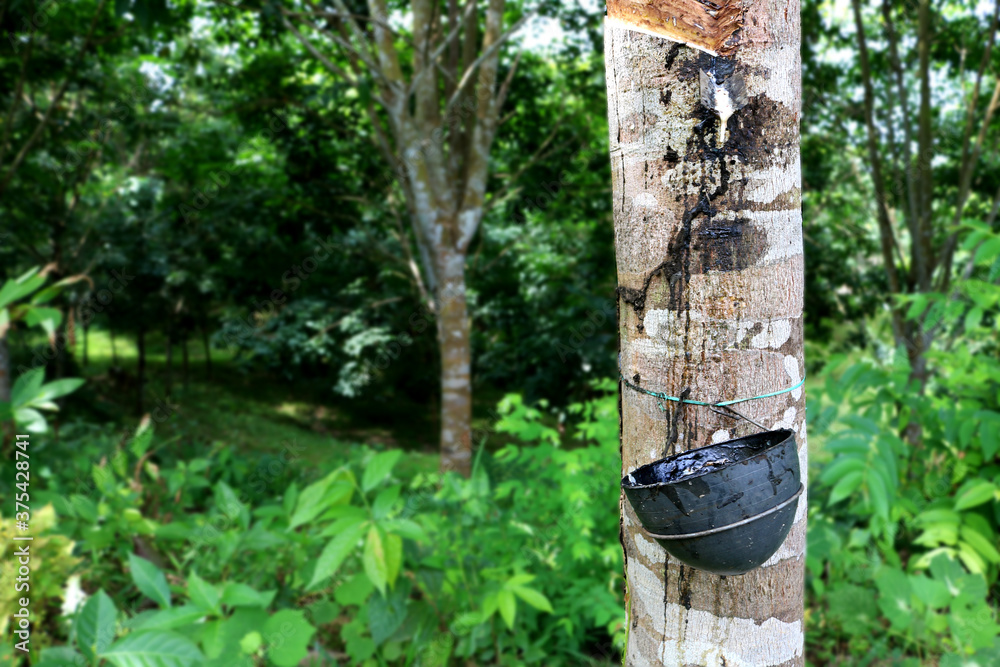 Natural rubber is being extracting from rubber plants in Inadia Natural rubber is being extracting from rubber plants in Inadia