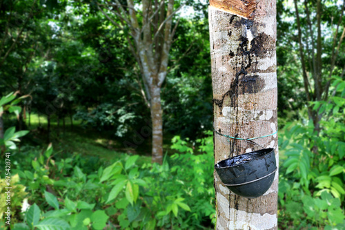 Natural rubber is being extracting from rubber plants in Inadia