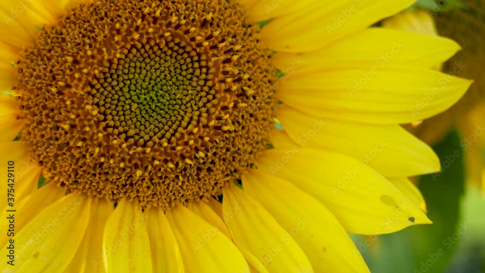 Sunflower close up in gentle wind breeze autumn golden hour Sunflower close up in gentle wind breeze autumn golden hour