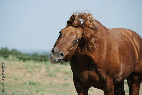 Funny quarter horse portrait  shaking head outdoors during summer on farm.