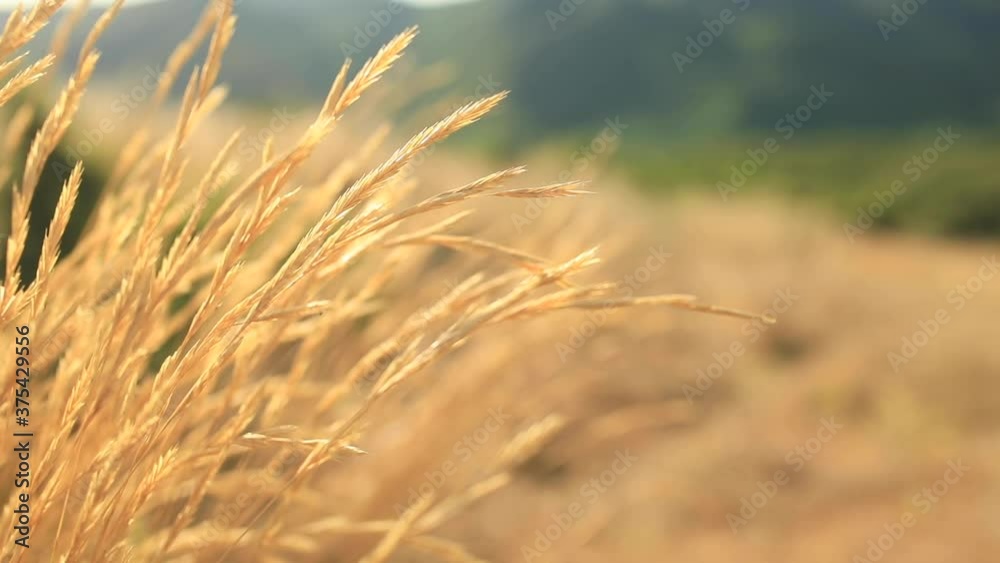 Grass field. Ears of golden grass close up. Beautiful Nature Sunset Landscape. Rural Scenery under Shining Sunlight. Background of ripening ears of meadow grass field. Rich harvest Concept Grass field. Ears of golden grass close up. Beautiful Nature Sunset Landscape. Rural Scenery under Shining Sunlight. Background of ripening ears of meadow grass field. Rich harvest Concept