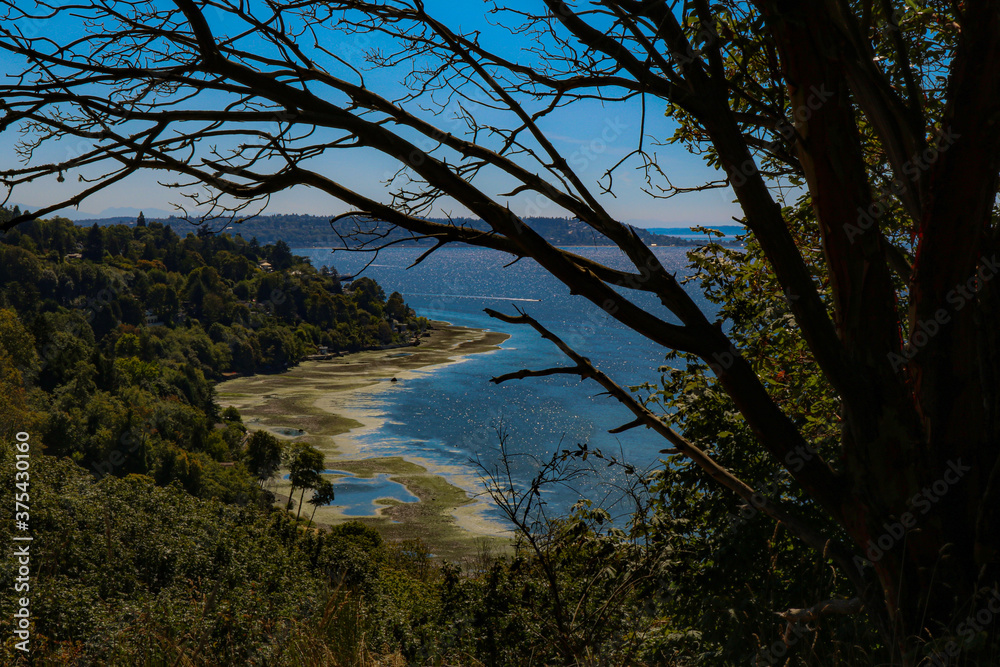 Obraz premium Forest Sea