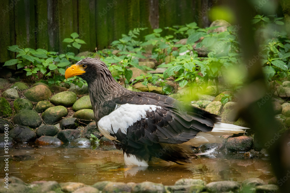 Fototapeta premium Greifvogel