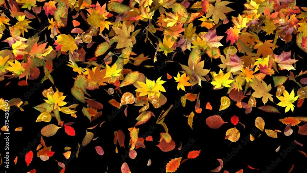 Autumn Leaves Fall