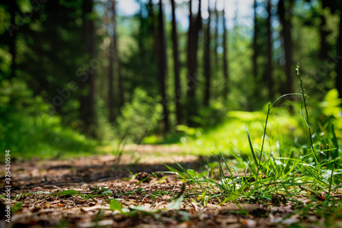 Fototapeta Naklejka Na Ścianę i Meble -  Selective focus on forest floor and grass with blurred sunny path through evergreen forest, Mieminger Plateau, Tirol, Austria