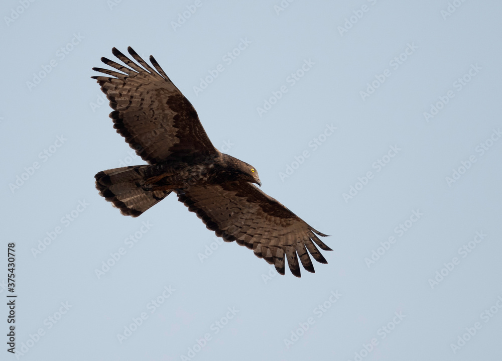 Obraz premium Oriental Honey buzzard in flight, Tadoba Andhari Tiger Reserve, India