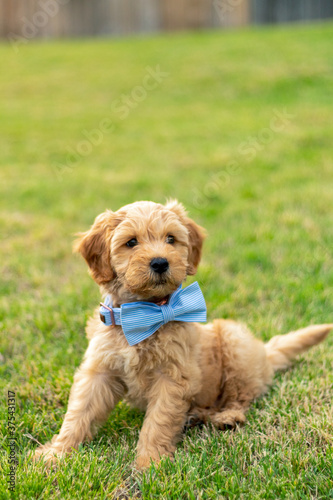 Goldendoodle Puppy 22