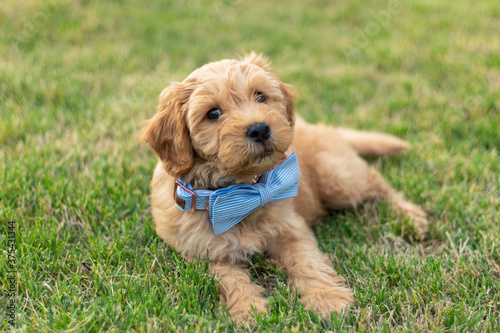 Goldendoodle Puppy 21