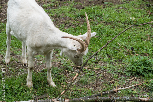 wild goat in a farm land
