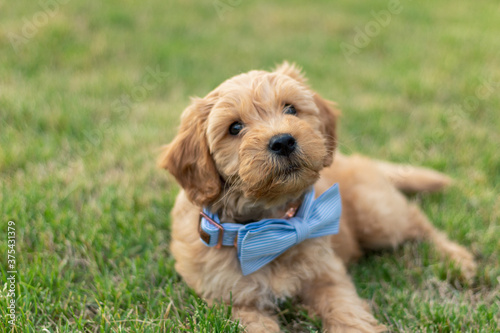 Goldendoodle Puppy 20