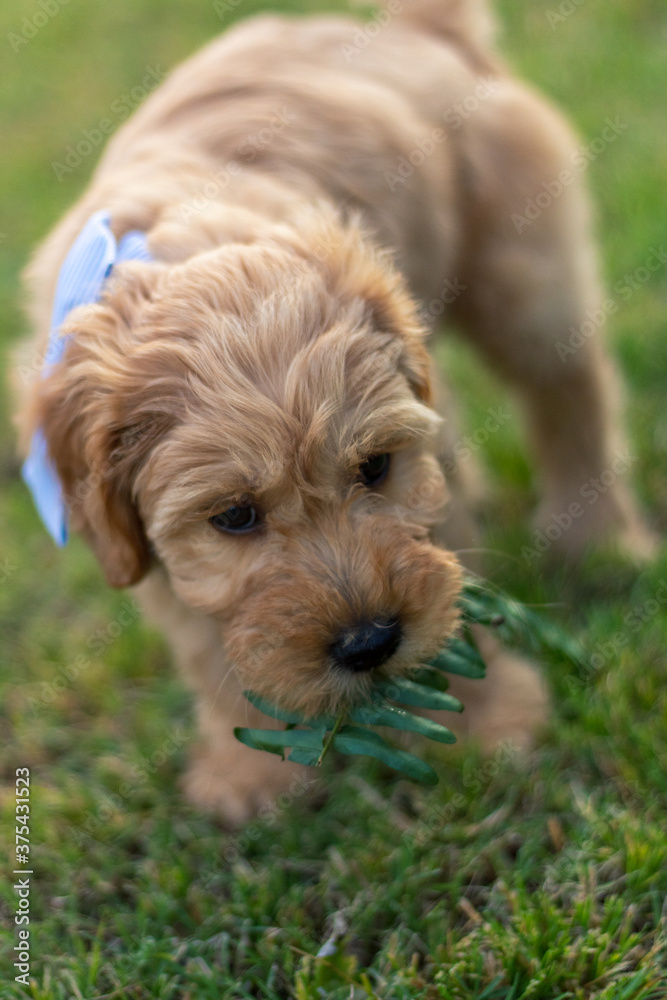 Goldendoodle Puppy 12 Goldendoodle Puppy 12