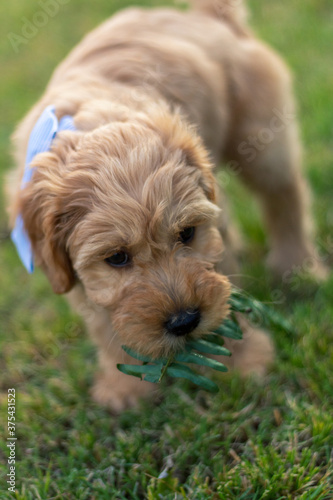 Goldendoodle Puppy 12